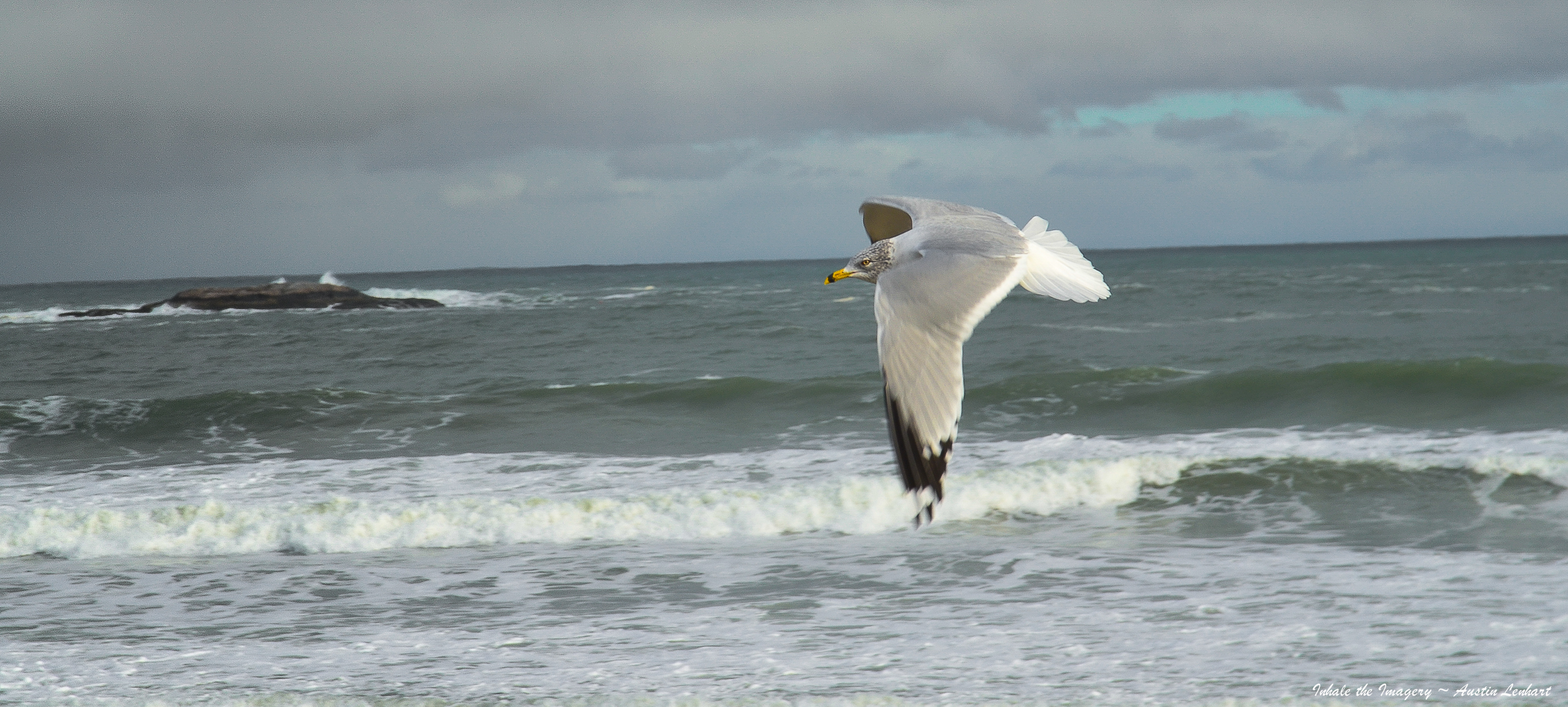 NATURE'S SUNDAY PREACHER ~ A well read Gull perhaps but far from preaching