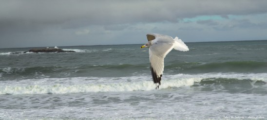 NATURE'S SUNDAY PREACHER ~ A well read Gull perhaps but far from preaching
